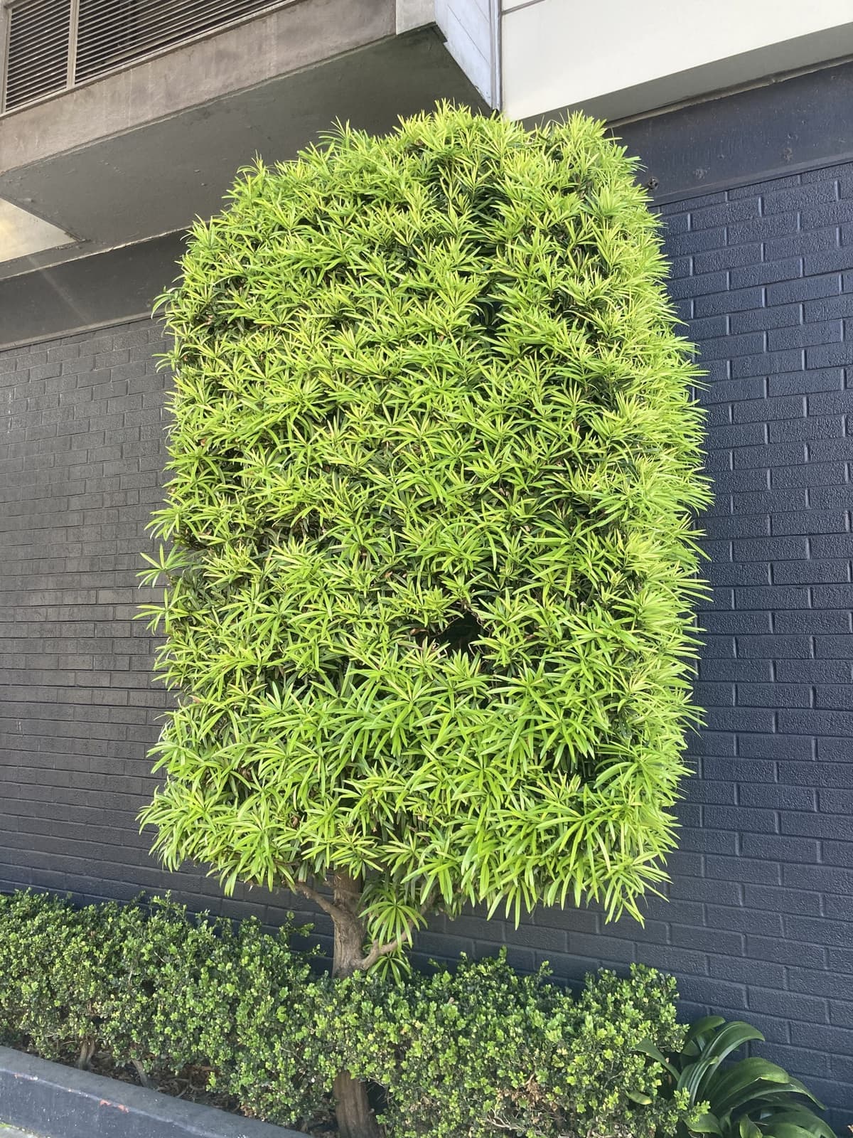 Podocarpo podado em forma de bloco fechado junto a um muro