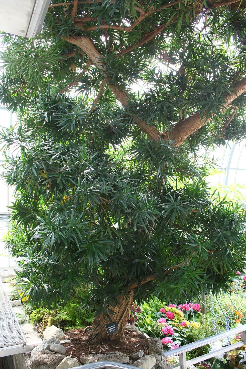 Podocarpo (Podocarpus macrophyllus)