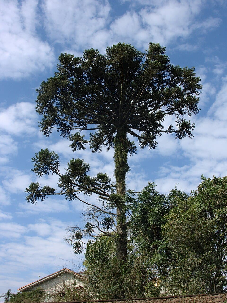 Araucária (Araucaria angustifolia)