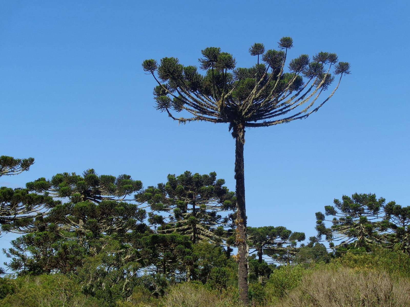 Araucária adulta com copa em forma de taça contra o céu azul