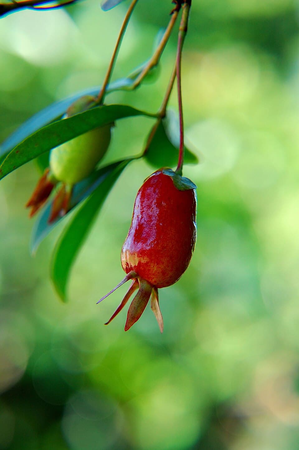 Cerejeira-do-rio-grande (Eugenia involucrata)