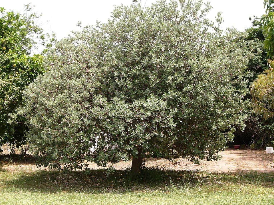 Goiabeira-serrana (Acca sellowiana)
