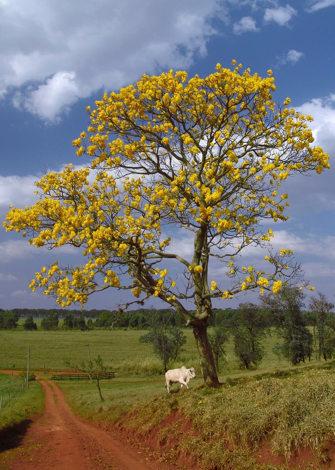 Ipê-amarelo inteiro florido, sem folhas, contra o céu azul