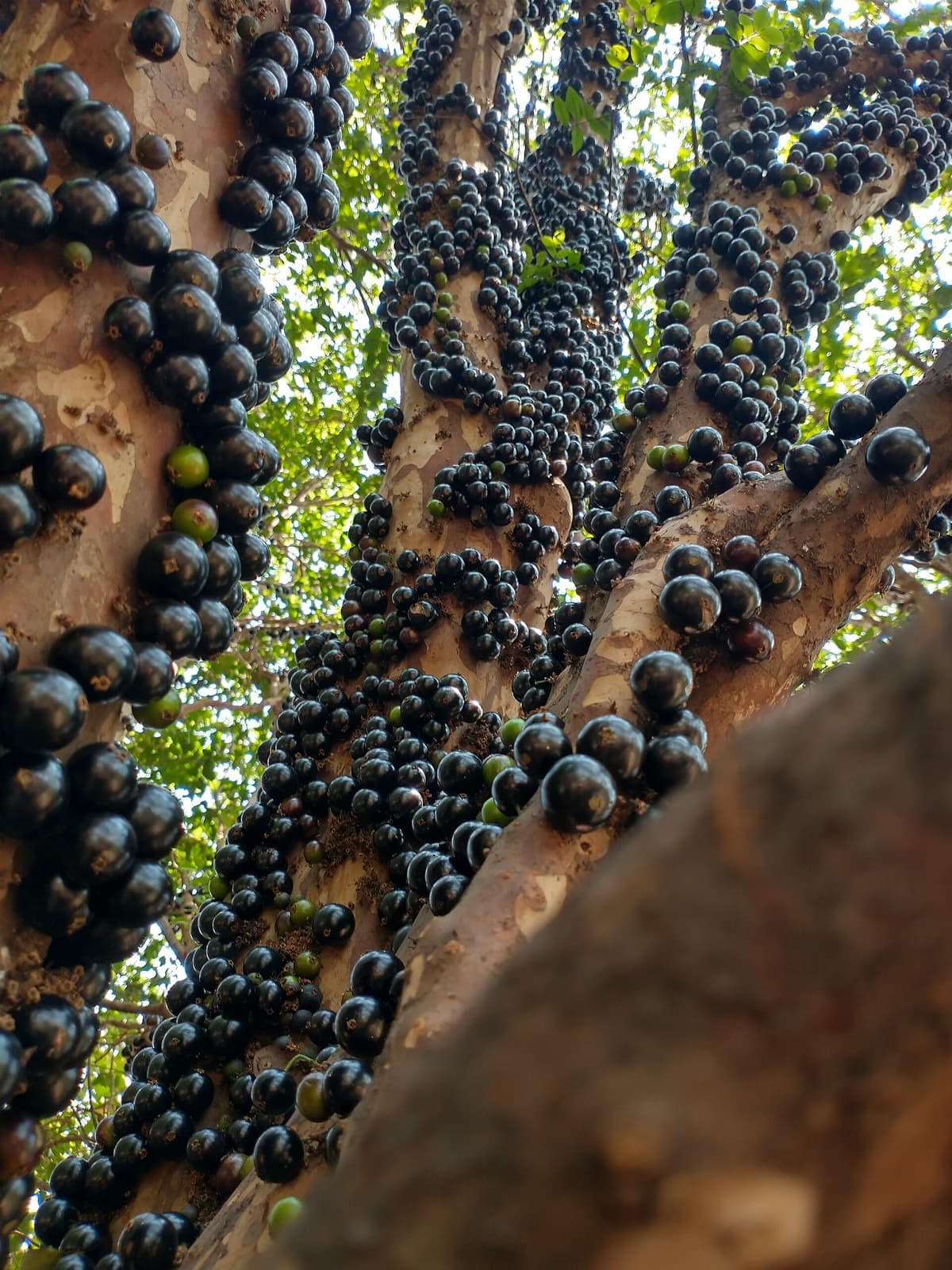 Tronco de jabuticabeira coberto de jabuticabas maduras