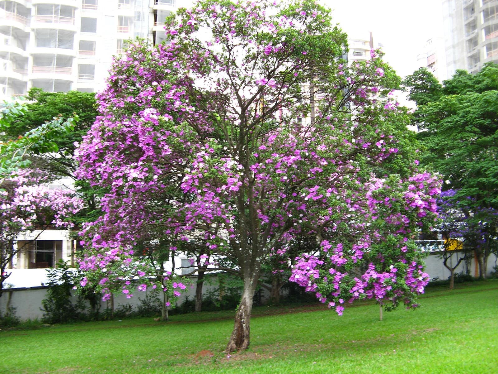 Manacá-da-serra adulto florido com flores brancas, rosas e roxas em um gramado
