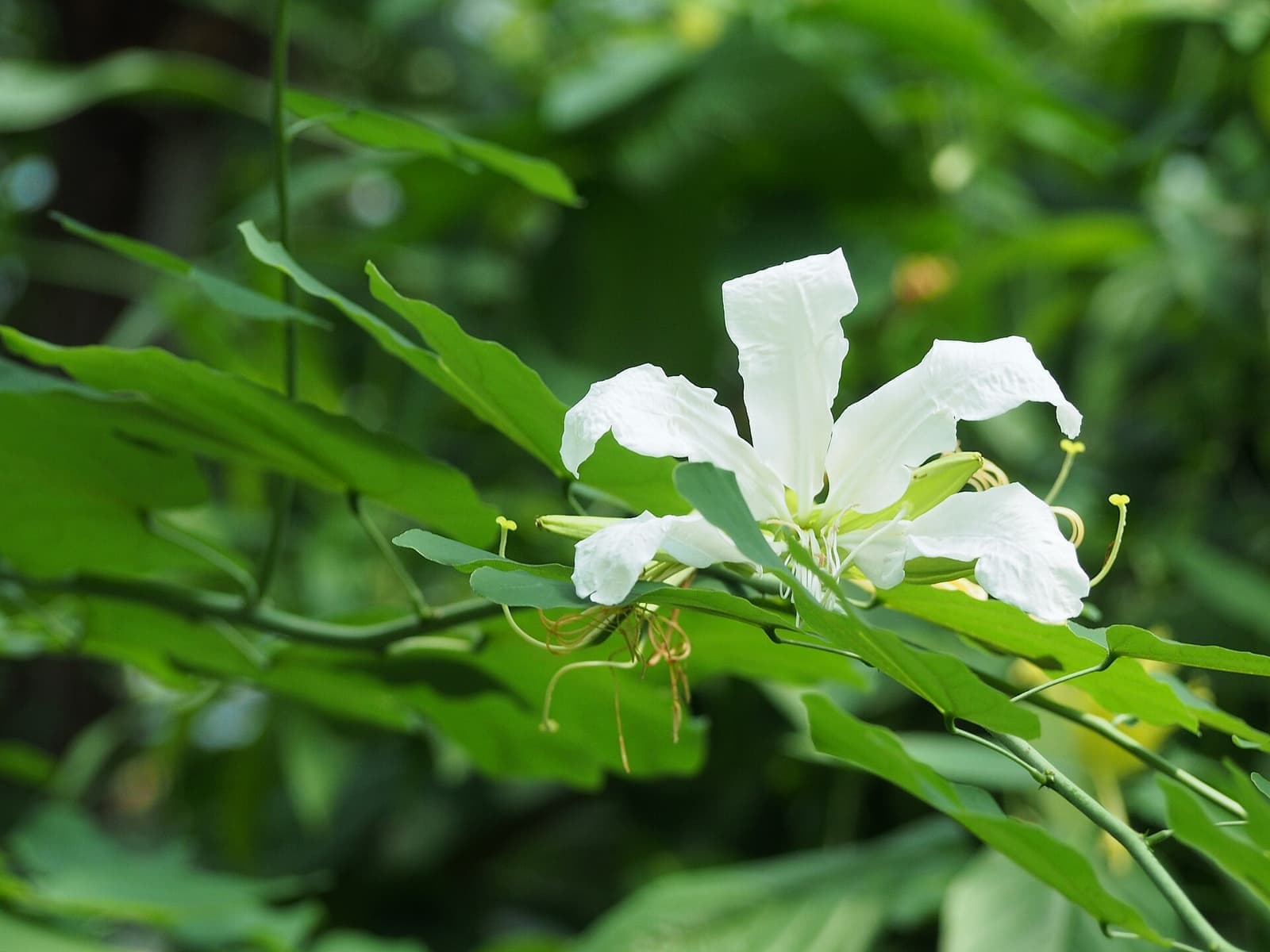 Flor branca de pata-de-vaca entre folhas verdes divididas em dois lobos