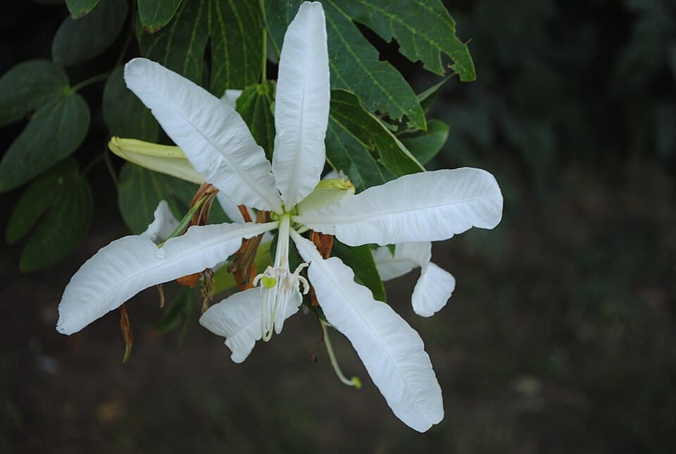 Pata-de-vaca (Bauhinia forficata)