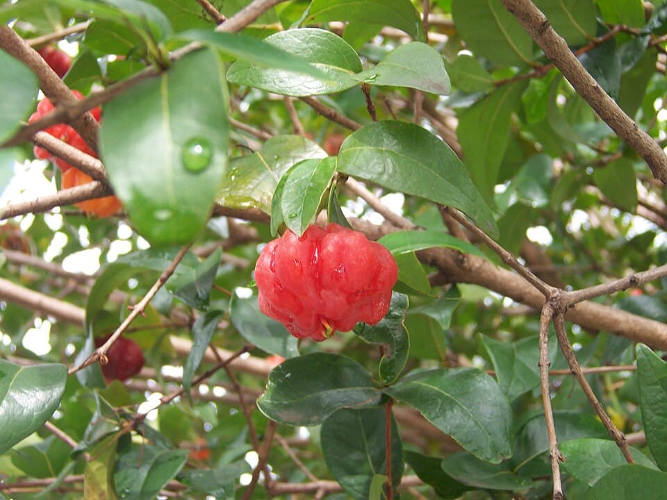 Pitangueira (Eugenia uniflora)