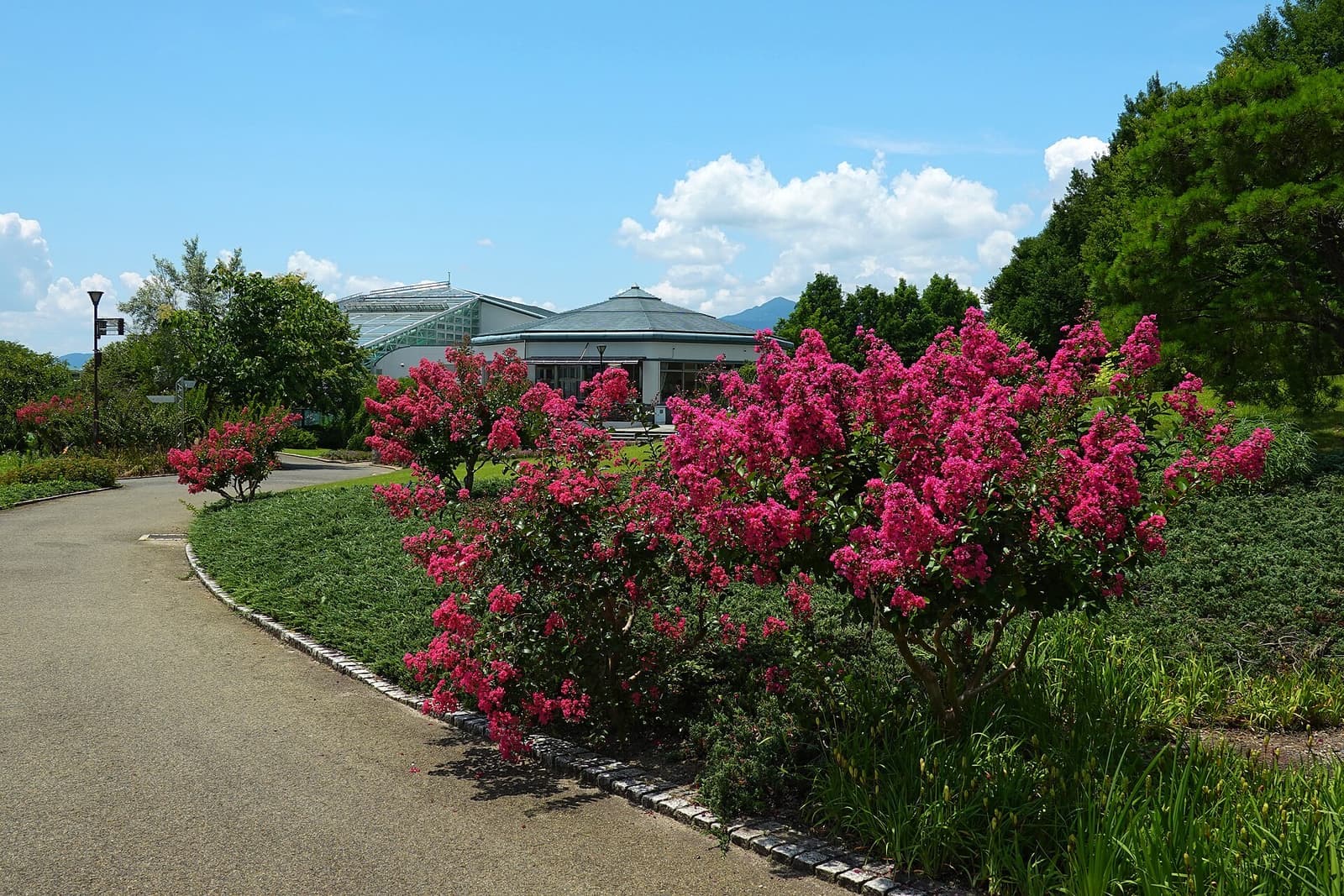 Resedás floridos com flores rosa-pink em canteiro de jardim, sob céu azul