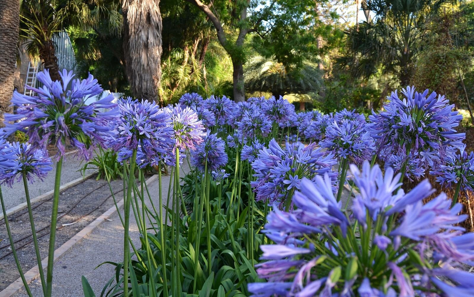 Bordadura de agapantos com muitas flores azuis em hastes altas ao lado de um caminho de jardim