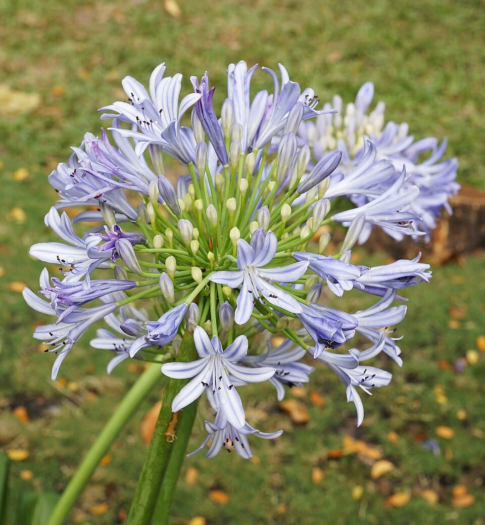 Agapanto (Agapanthus africanus)