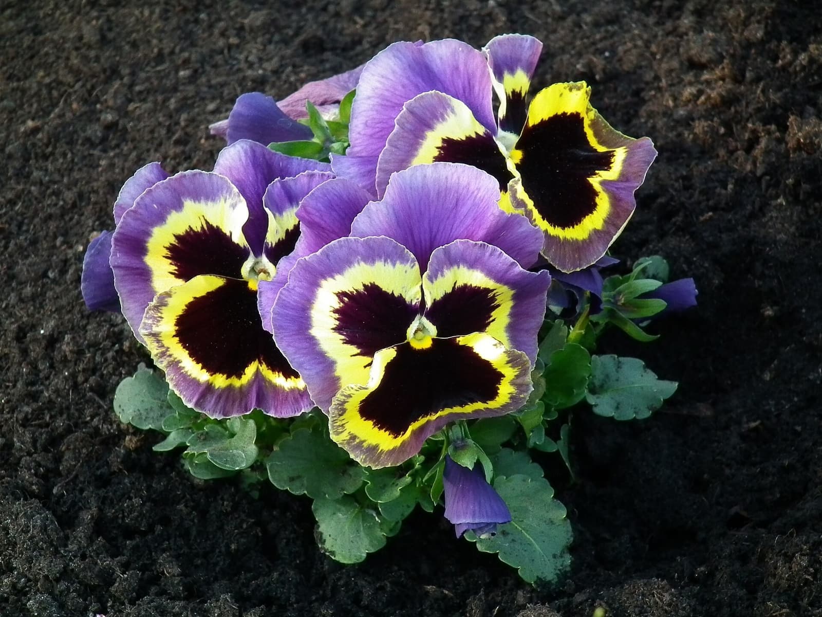 Muda de amor-perfeito no canteiro com flores lilás de centro escuro e borda amarela