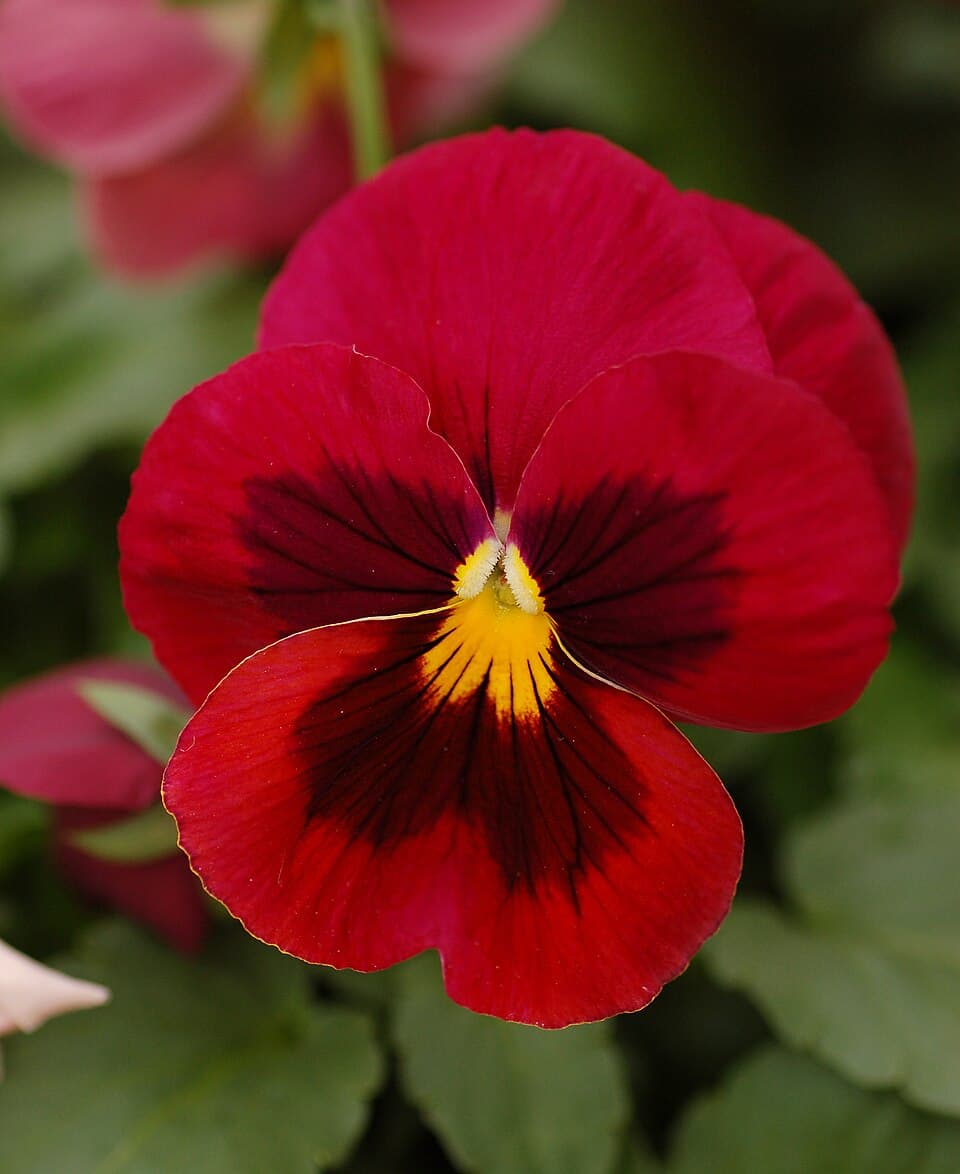 Amor-perfeito (Viola x wittrockiana)