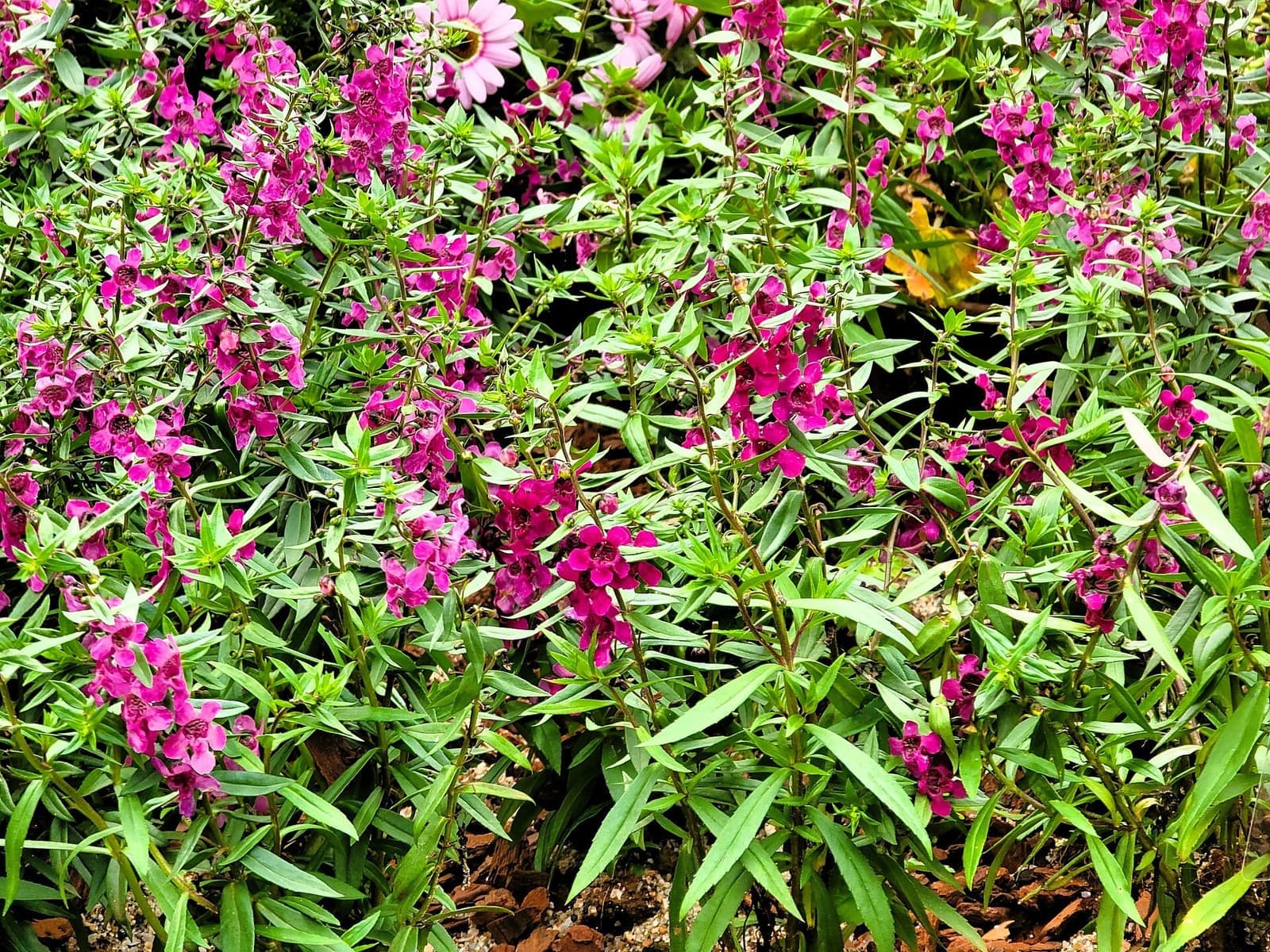 Canteiro de angelônias com folhas estreitas e espigas de flores magenta