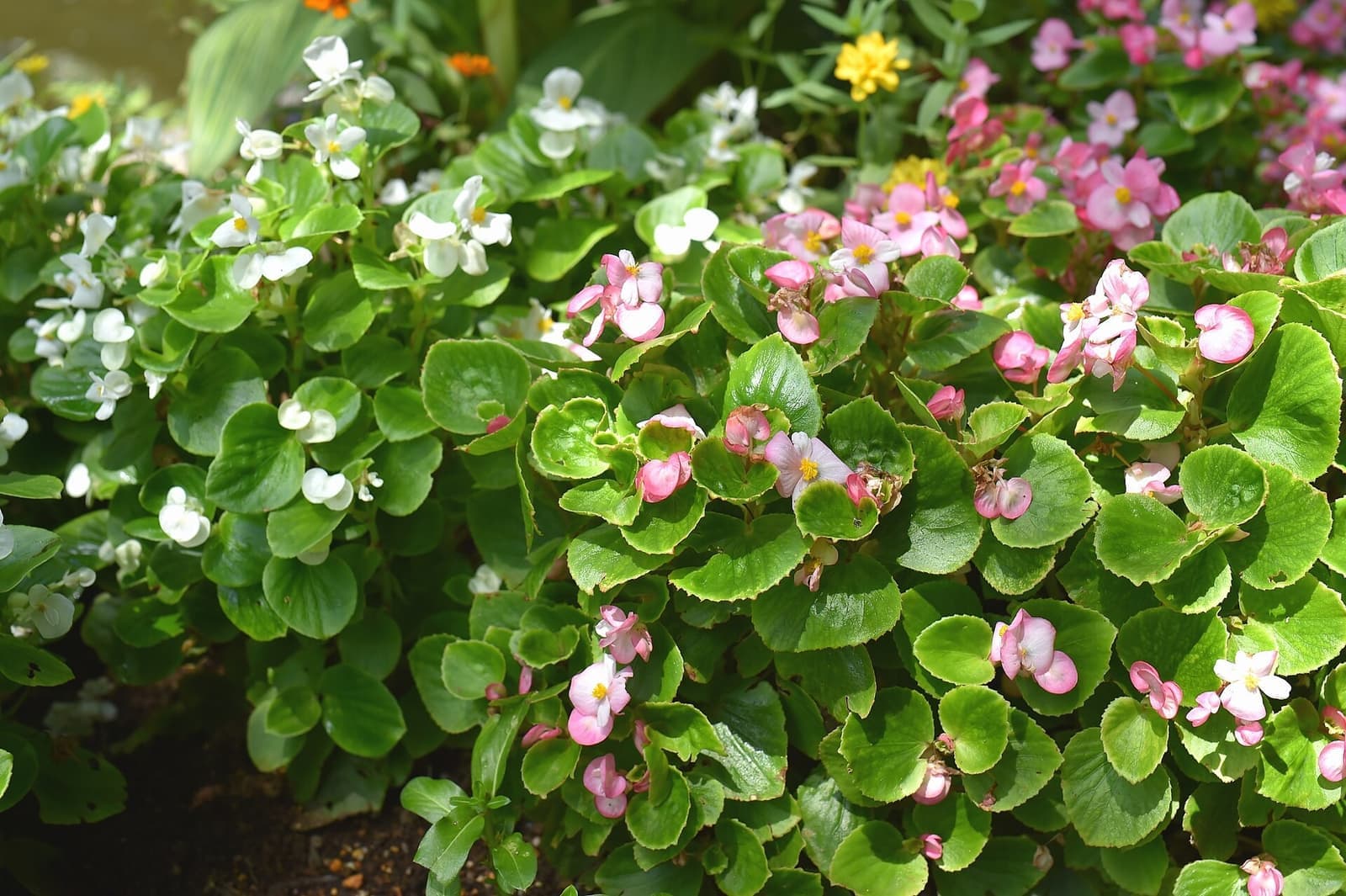 Canteiro de begônias-semperflorens com folhas verdes brilhantes e flores rosa e brancas