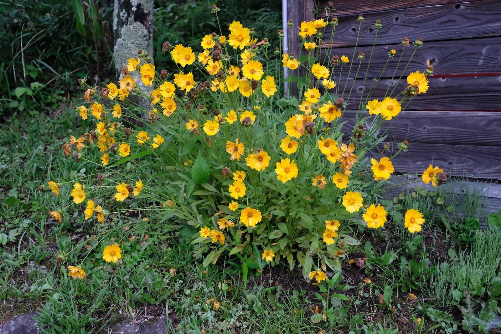 Touceira de coreópsis com muitas flores amarelas em hastes longas num canteiro de jardim