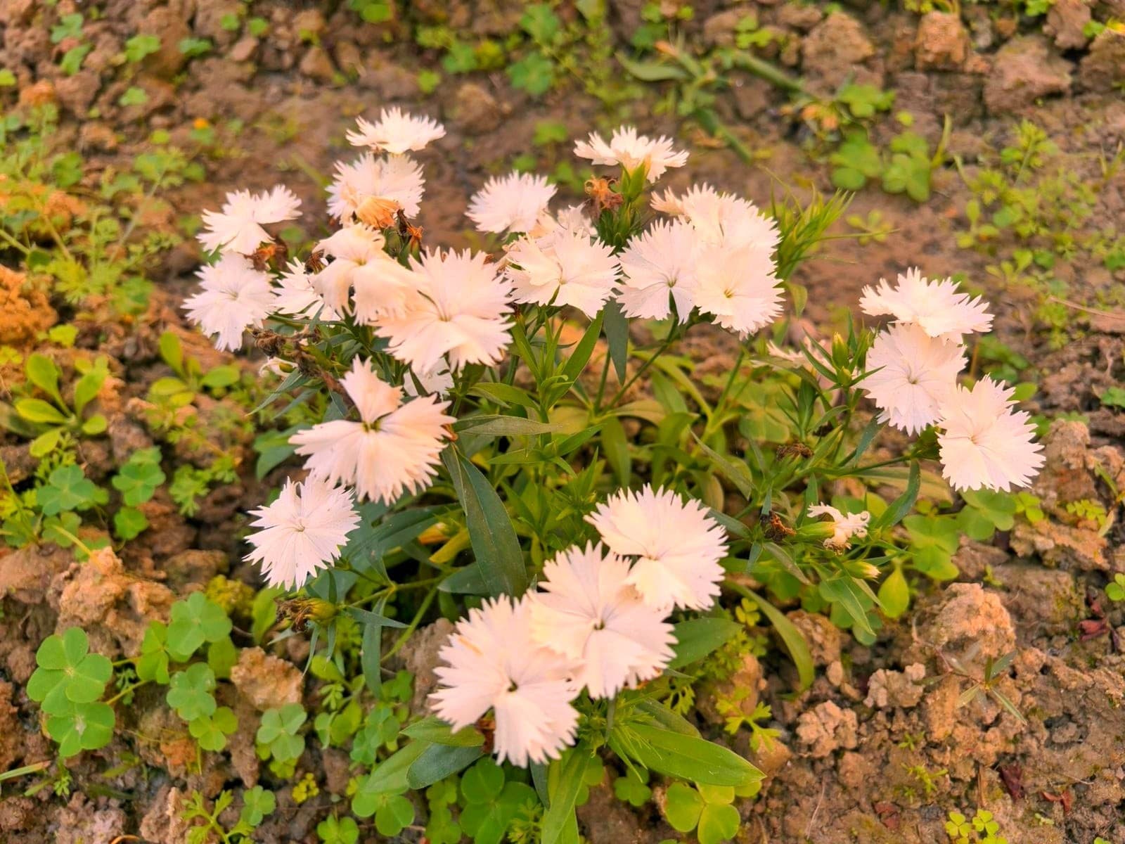 Touceira de cravina com folhas estreitas e muitas flores franjadas rosa-claro, plantada em canteiro