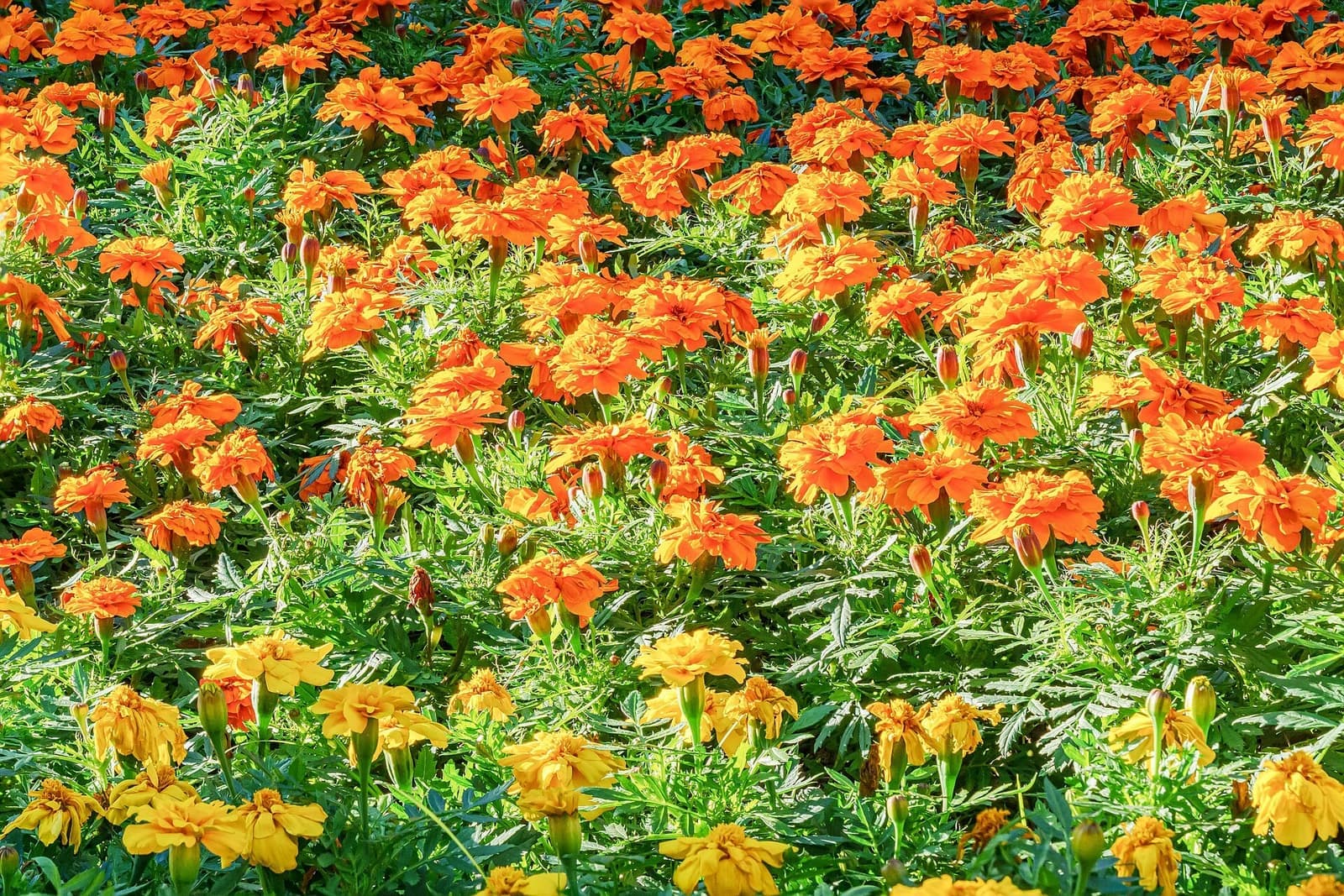 Canteiro de cravo-de-defunto com muitas flores laranja e amarelas sobre folhagem verde recortada