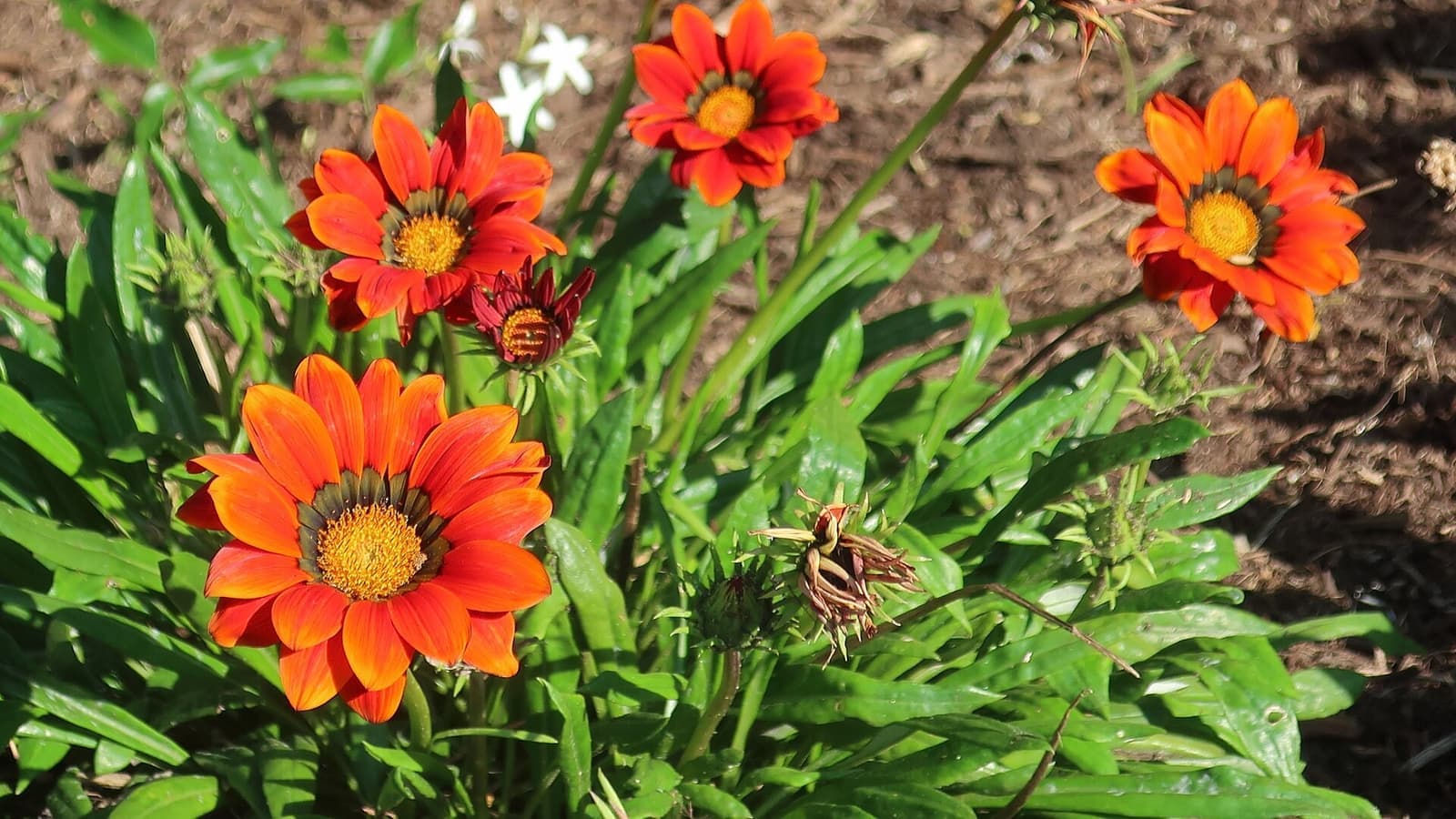 Gazânia com várias flores laranja de centro amarelo sobre touceira de folhas verdes estreitas