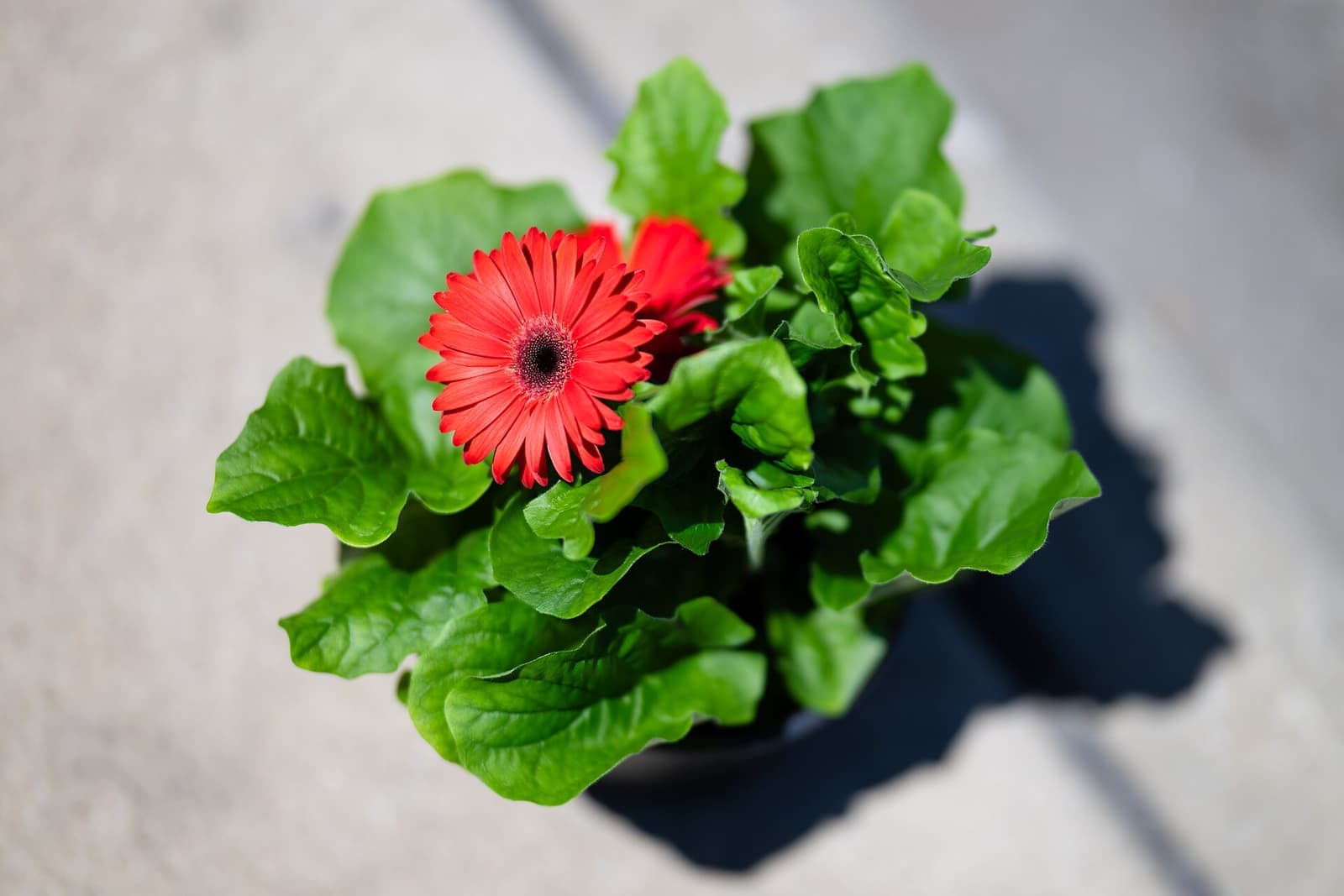 Gérbera em vaso com flores vermelhas e folhas verdes largas