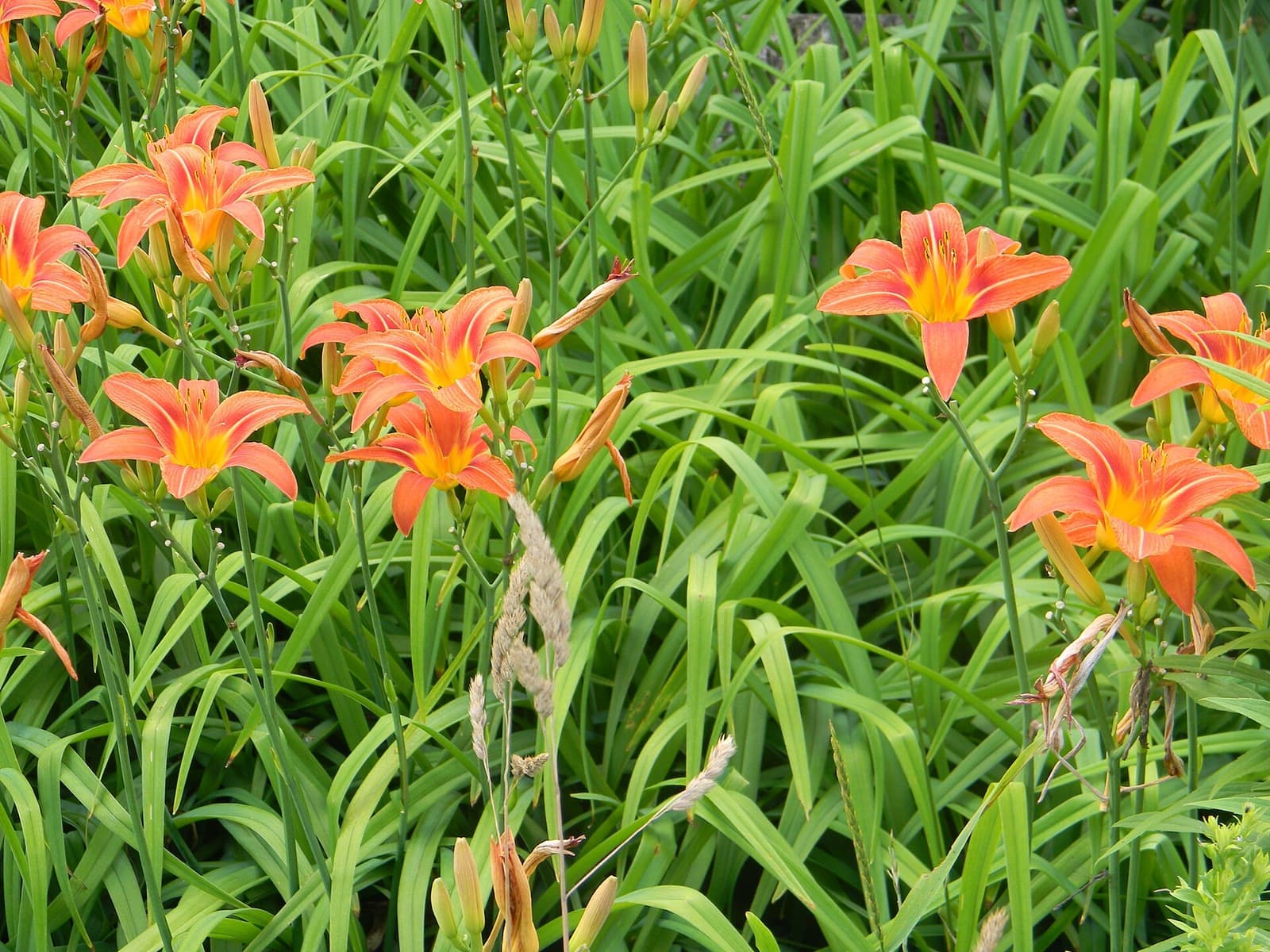 Touceira de hemerocale com flores laranja entre folhas longas e estreitas