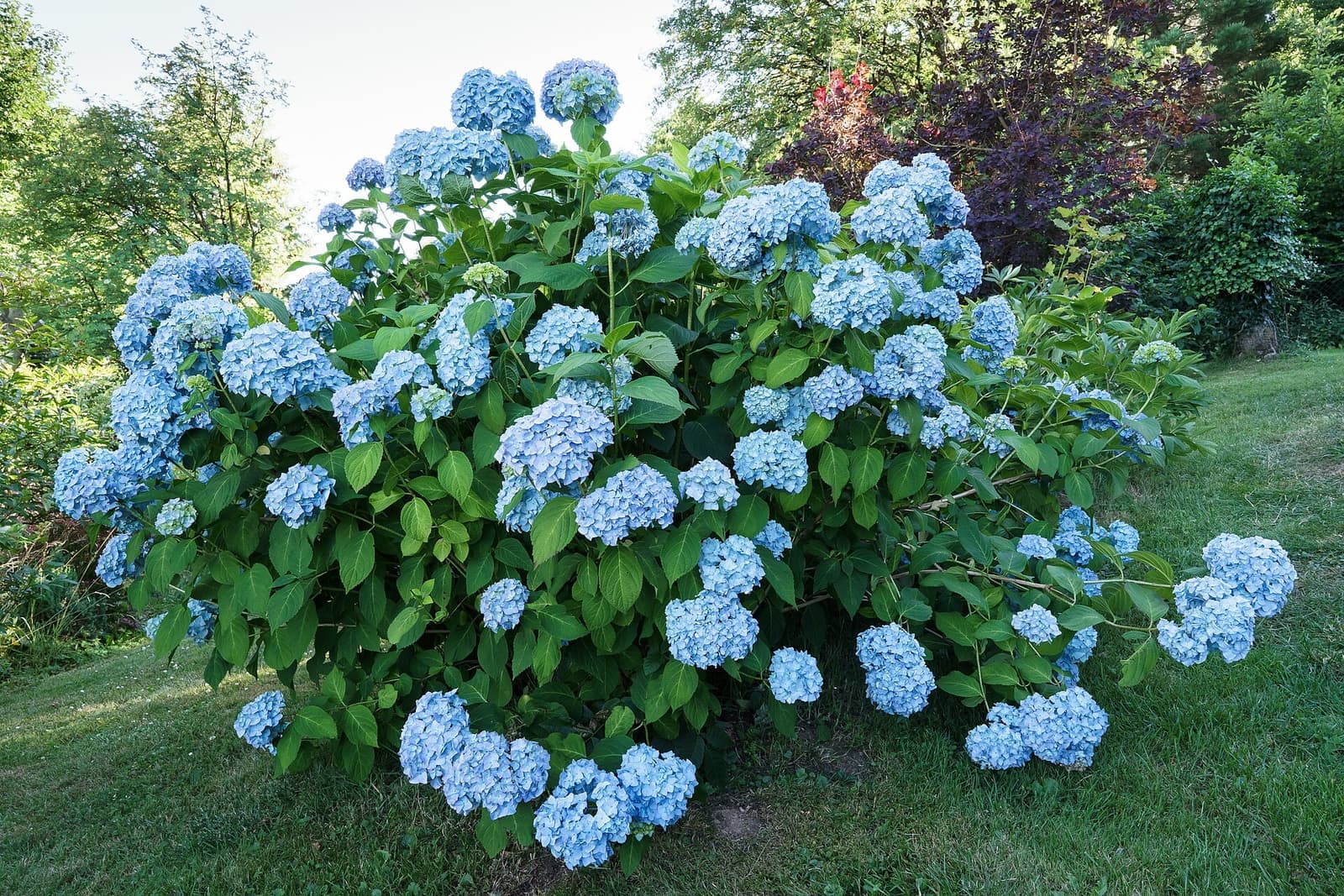 Arbusto de hortênsia coberto de flores azuis em um gramado