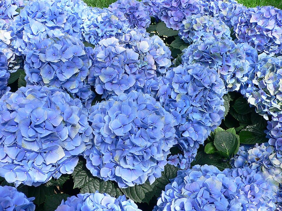 Hortênsia (Hydrangea macrophylla)