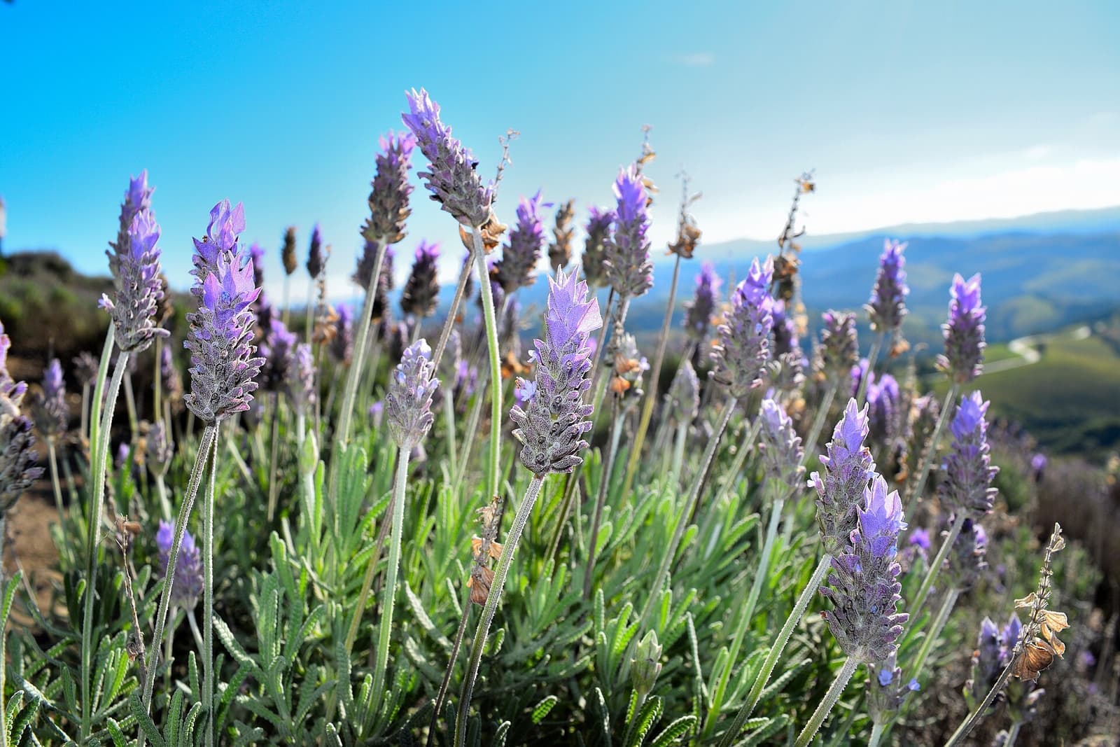 Lavanda com espigas roxas floridas e folhas recortadas, céu azul ao fundo
