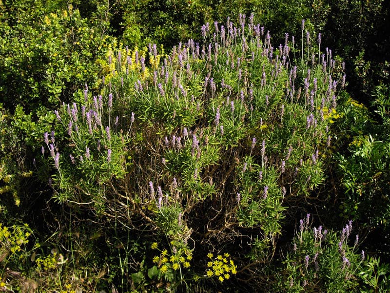 Lavanda (Lavandula dentata)