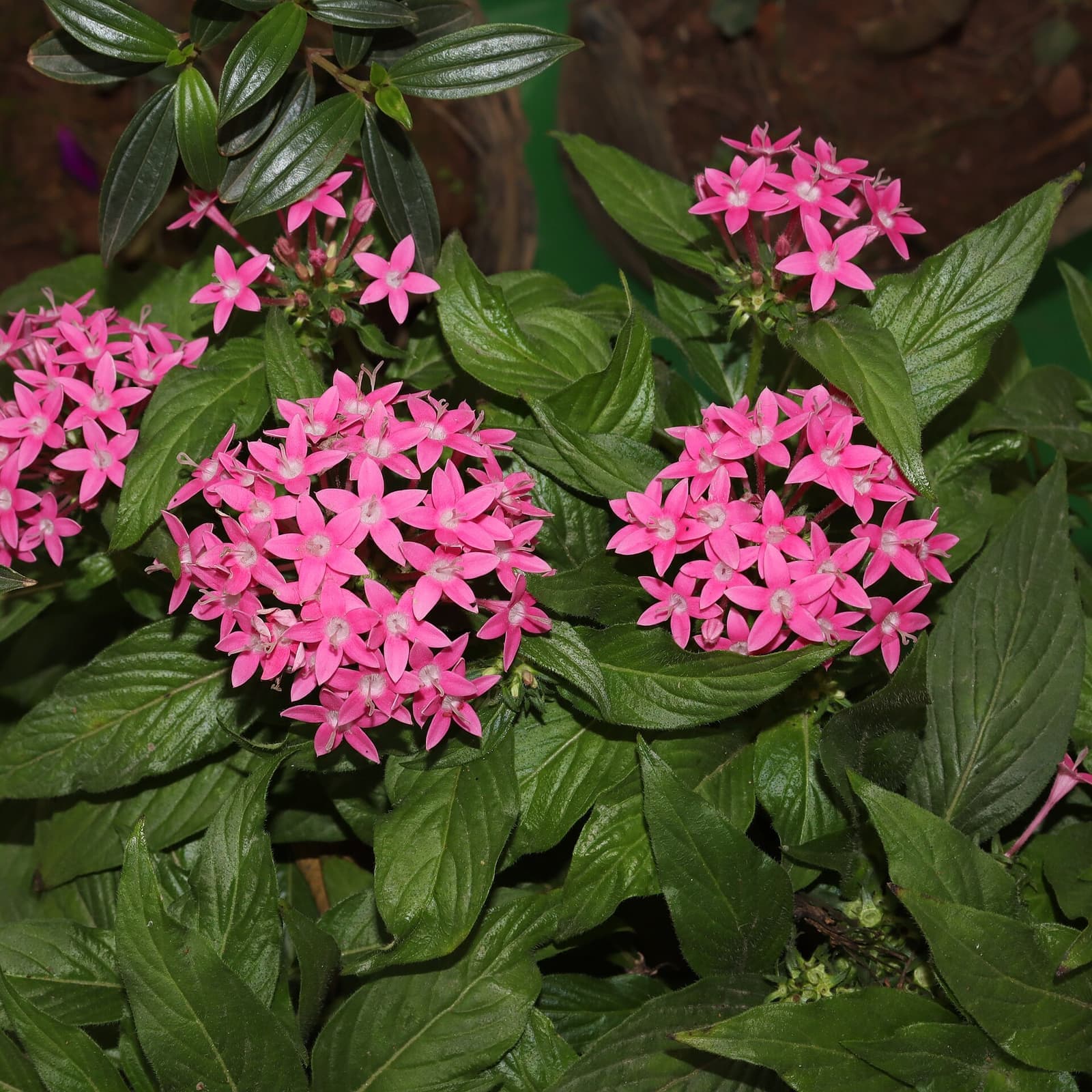 Pentas com buquês de flores rosa em forma de estrela entre folhas verdes