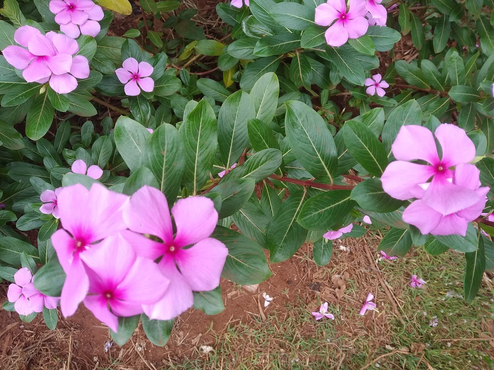 Vinca com flores rosa de centro escuro entre folhas verdes brilhantes
