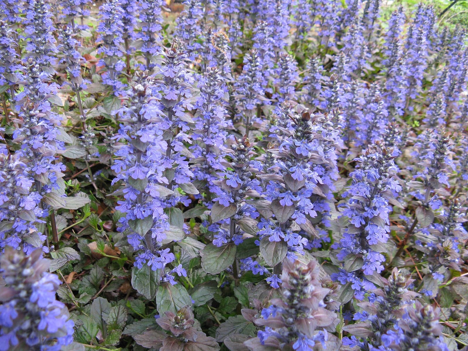 Forração de ajuga com folhas arroxeadas e muitas espigas de flores azuis