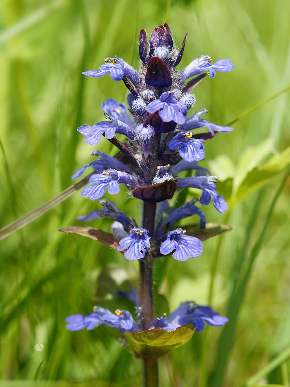 Ajuga (Ajuga reptans)
