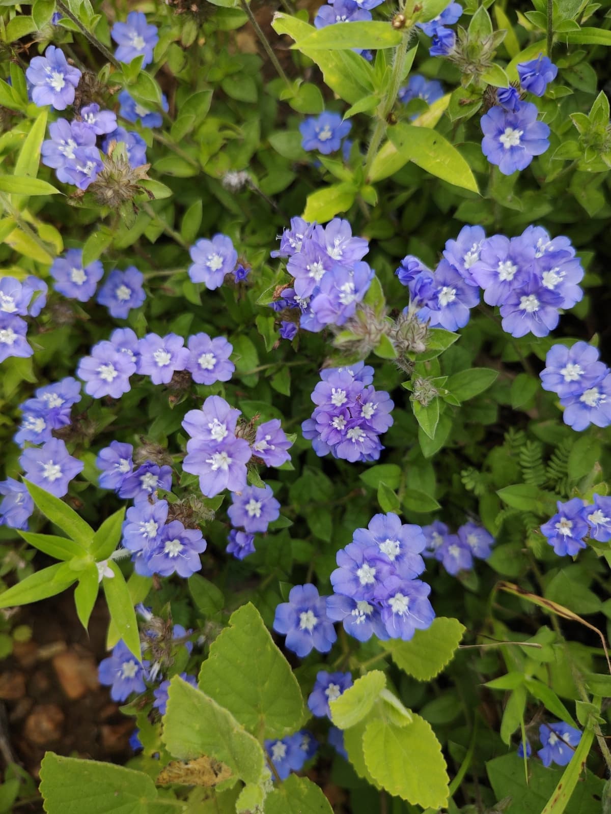 Forração de azulzinha coberta de pequenas flores azuis de centro branco