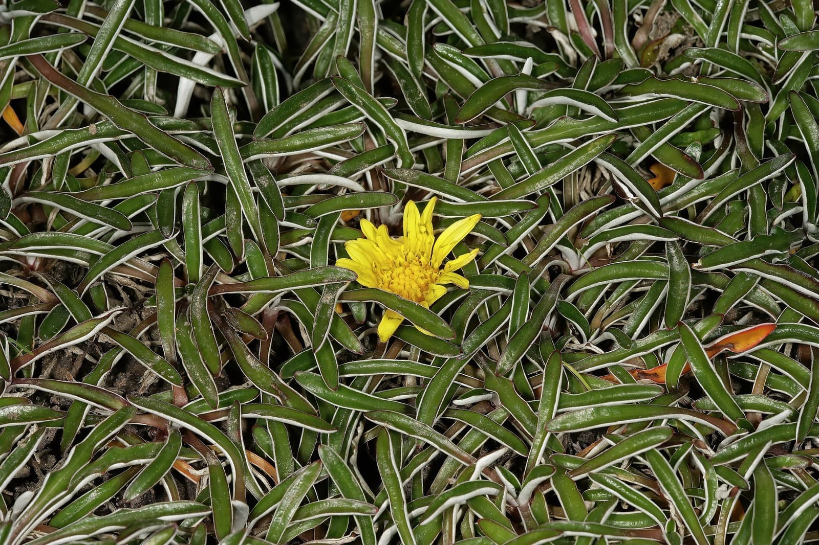 Forração de dimôndia com folhas estreitas verde-prateadas cobrindo o solo e uma flor amarela
