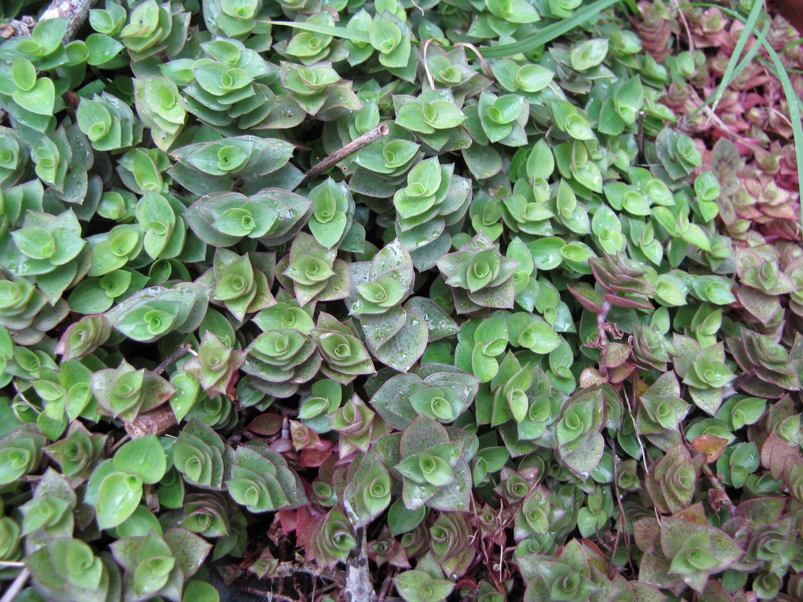 Dinheiro-em-penca formando um tapete denso de folhinhas verdes e arroxeadas