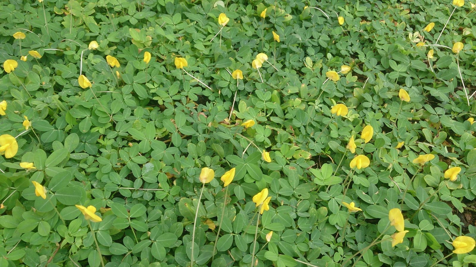 Grama-amendoim cobrindo o solo com folhagem verde e muitas flores amarelas
