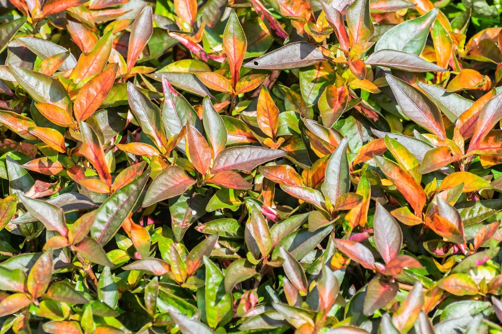 Periquito com folhagem densa em tons de laranja, vermelho, vinho e verde