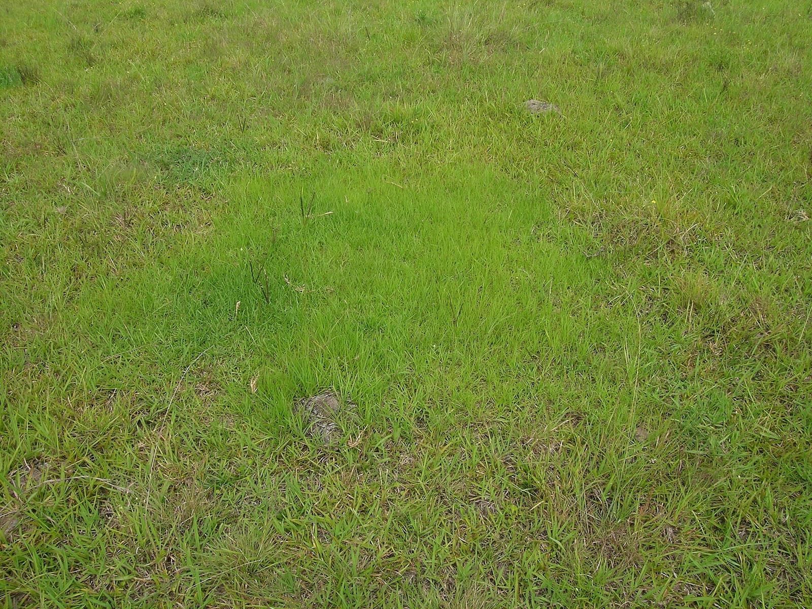 Gramado de grama-batatais fechado e aparado, com folhas verdes de textura média