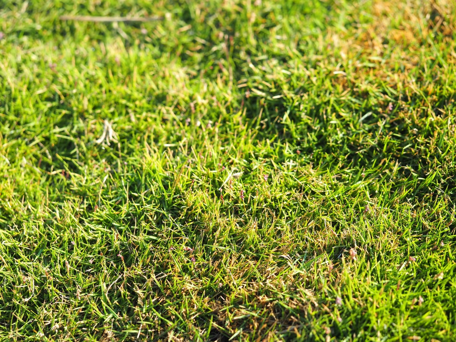 Gramado fechado de grama-coreana (Zoysia tenuifolia) com folhas finas