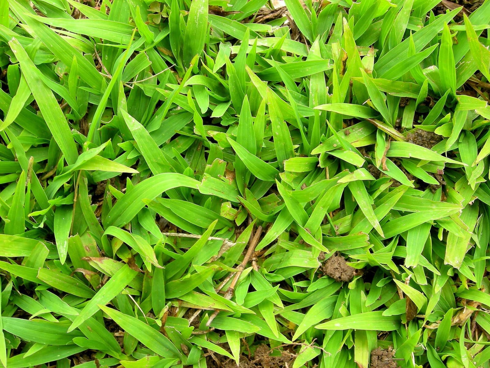 Gramado de grama São Carlos com folhas largas verde-claras cobrindo o solo