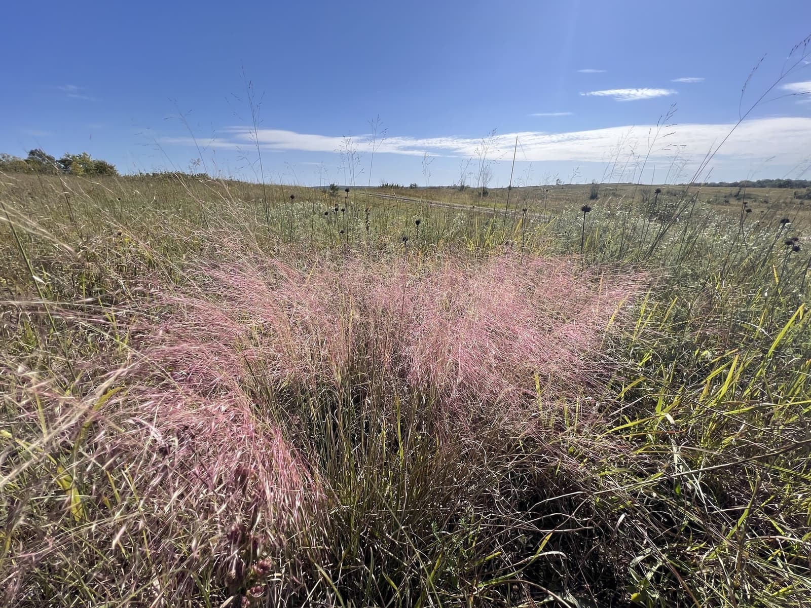 Touceira de capim-rosa com plumas rosadas e finas em campo ensolarado