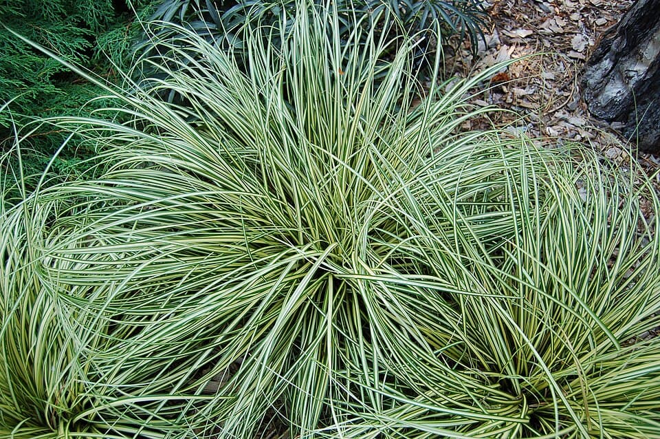 Carex ornamental (Carex oshimensis)