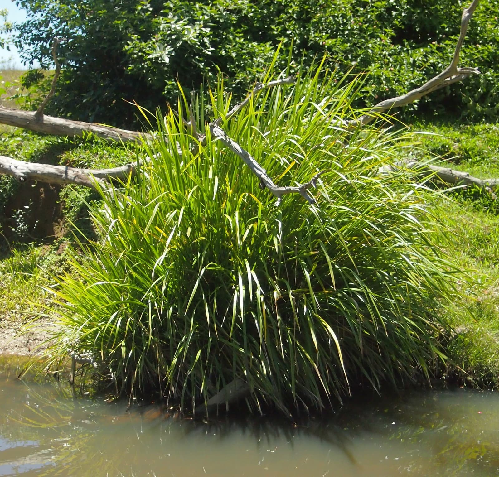 Touceira de lomandra com folhas longas, verdes e arqueadas, sob sol