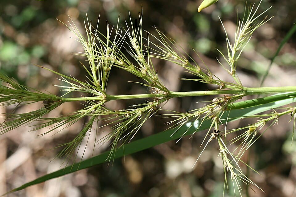 Lomandra (Lomandra longifolia)