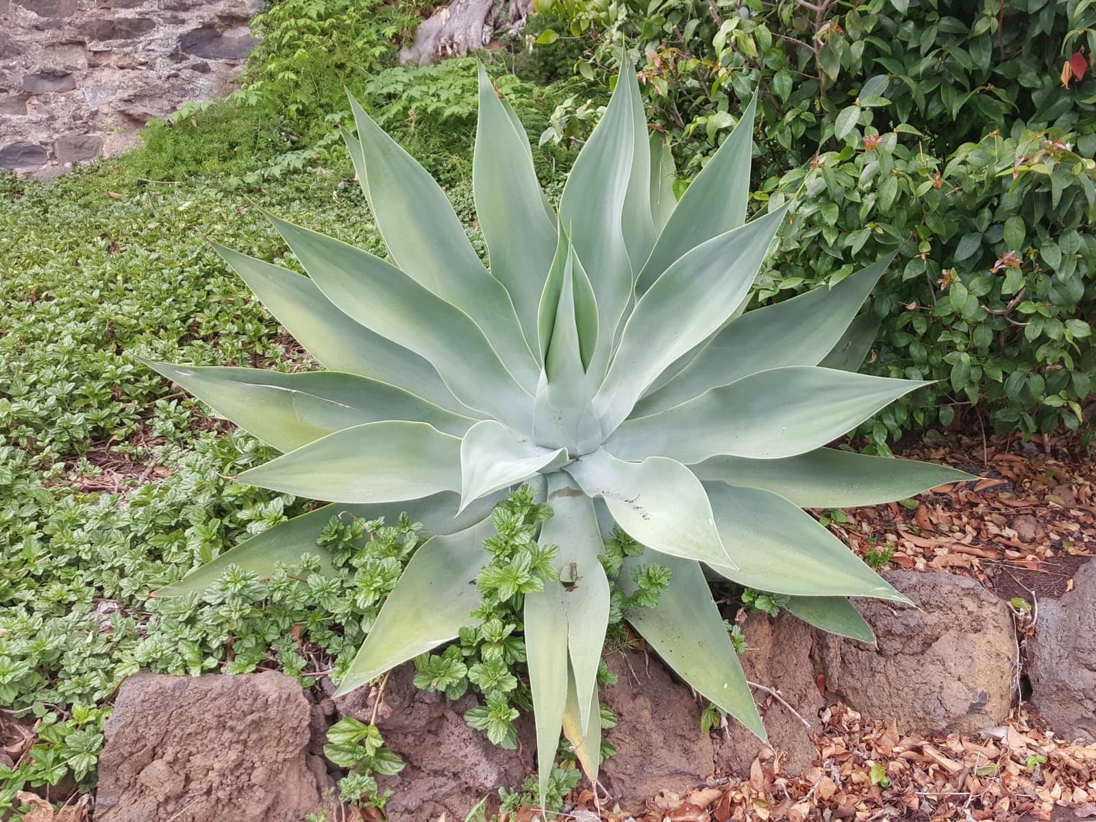 Roseta de agave-dragão com folhas largas verde-acinzentadas em canteiro