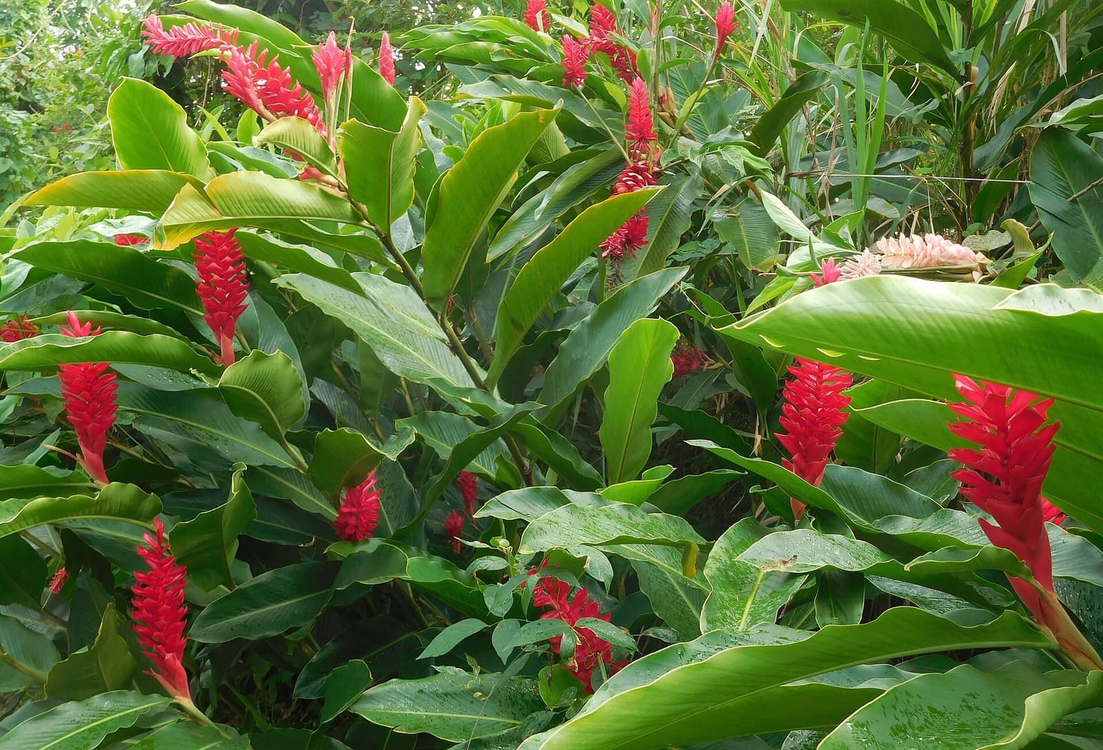 Touceira de alpínia com folhas largas e várias inflorescências vermelhas