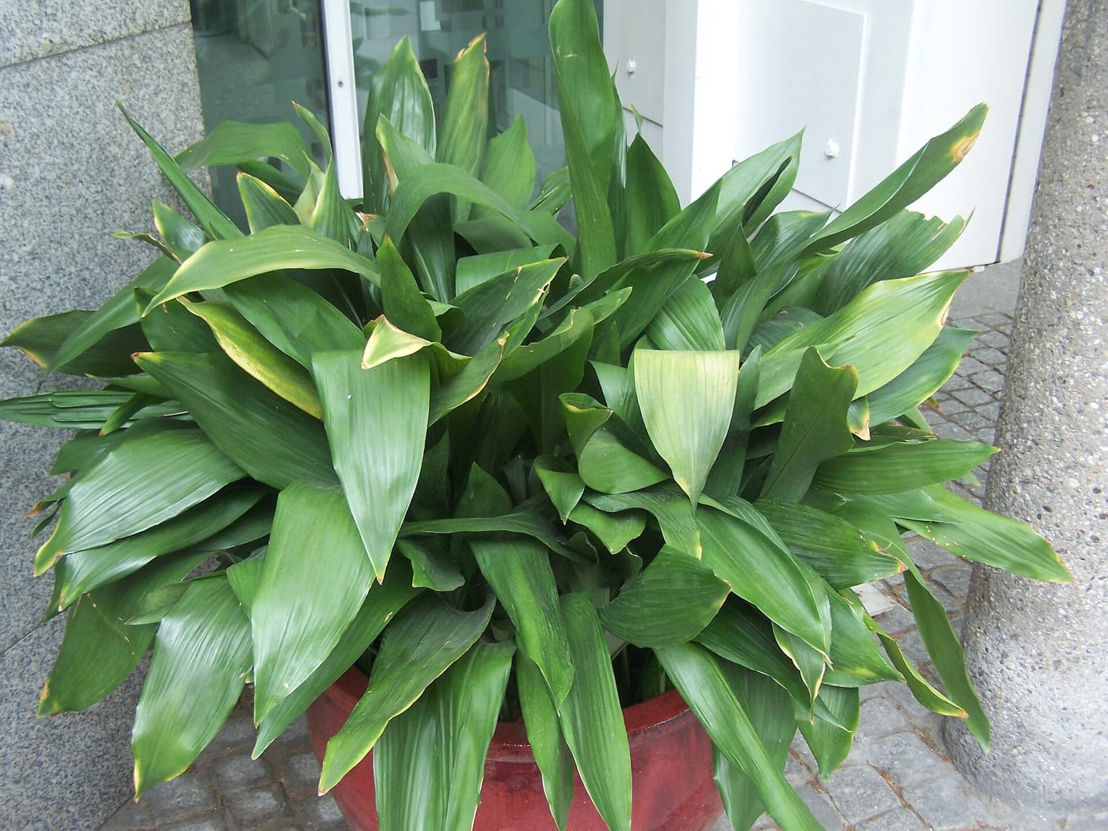 Aspidistra em vaso vermelho, touceira densa de folhas longas verde-escuras