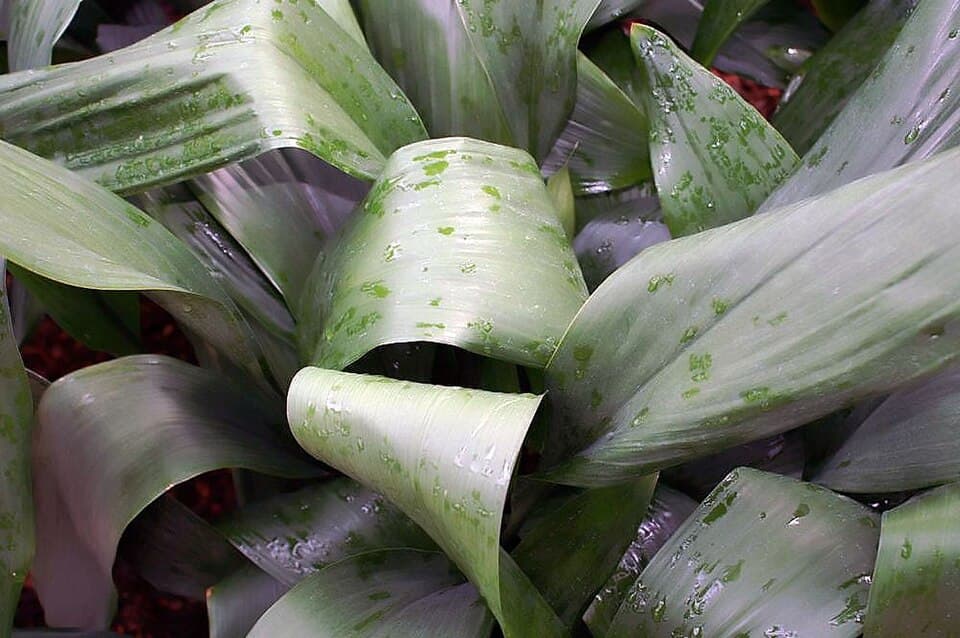 Aspidistra (Aspidistra elatior)