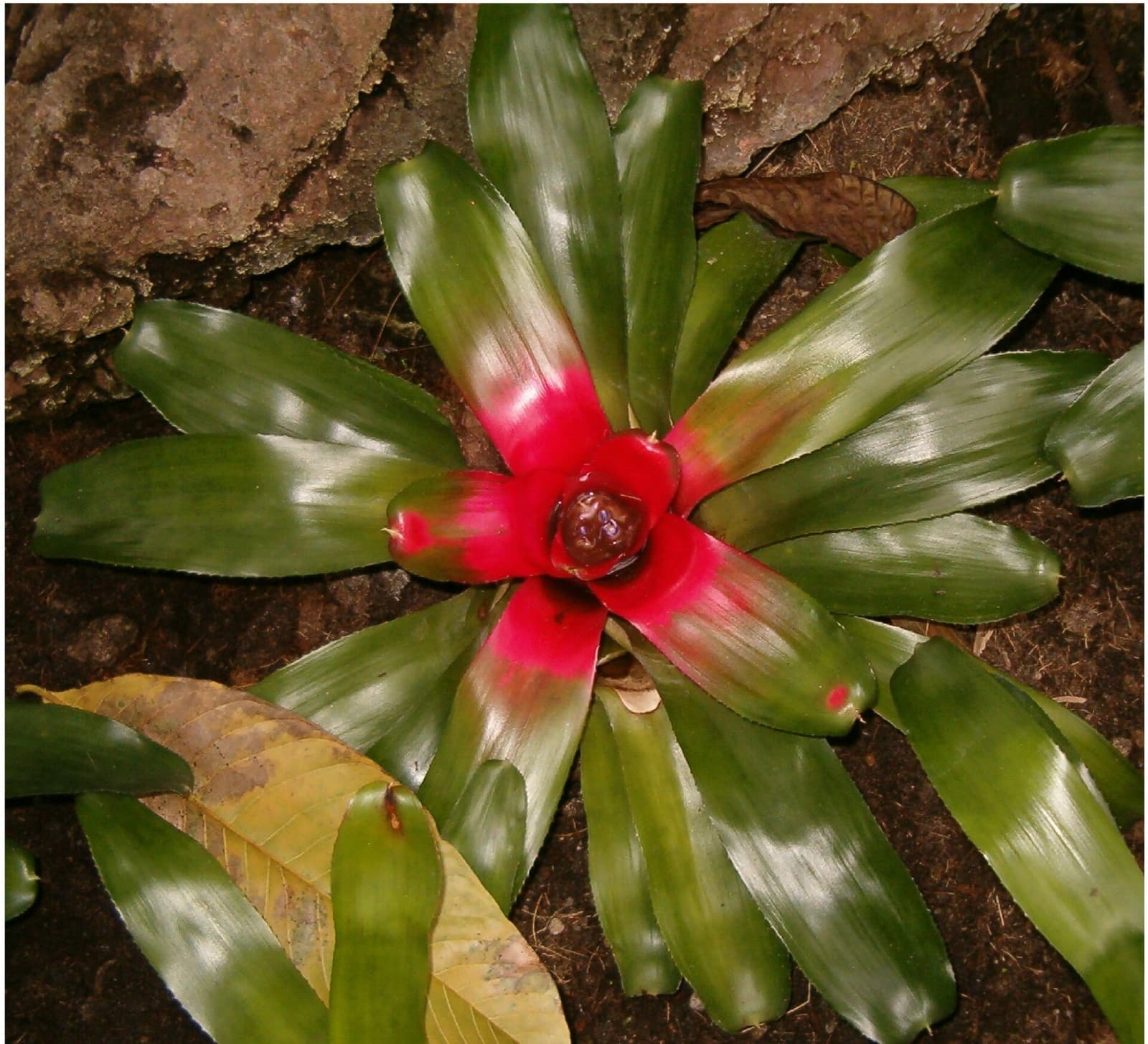 Bromélia neoregelia vista de cima, roseta de folhas verdes com o centro vermelho
